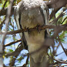 Pigeon jounud