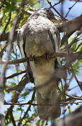 Bare-eyed Pigeon