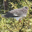 Pigeon jounud
