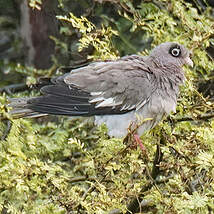 Pigeon jounud