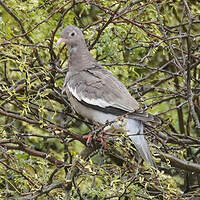 Pigeon jounud