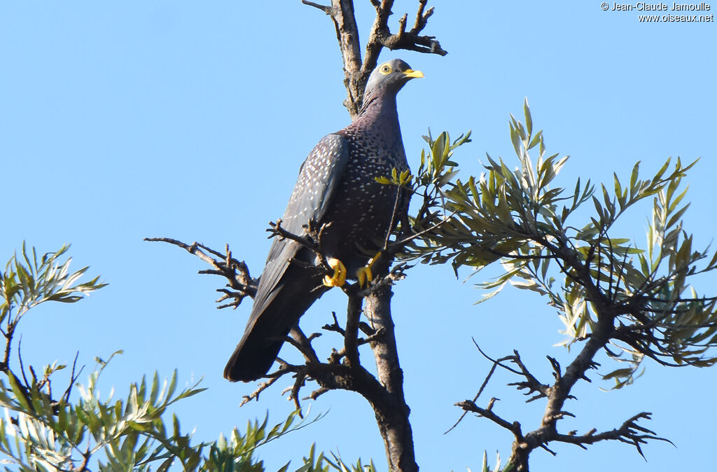 African Olive Pigeon