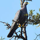 Pigeon rameron