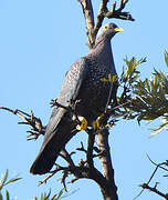 African Olive Pigeon