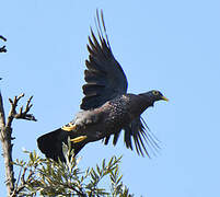 African Olive Pigeon