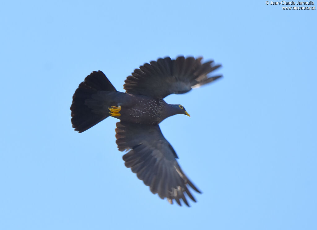 African Olive Pigeon