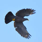 African Olive Pigeon