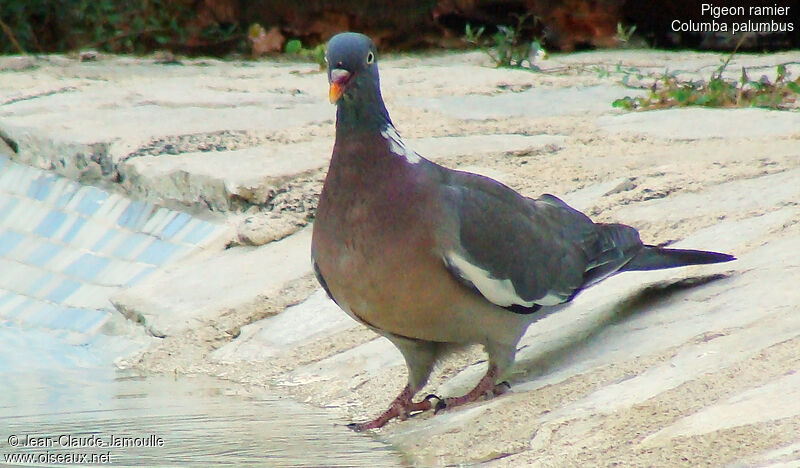 Common Wood Pigeon, identification, Behaviour