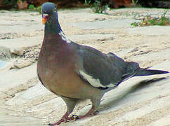 Common Wood Pigeon