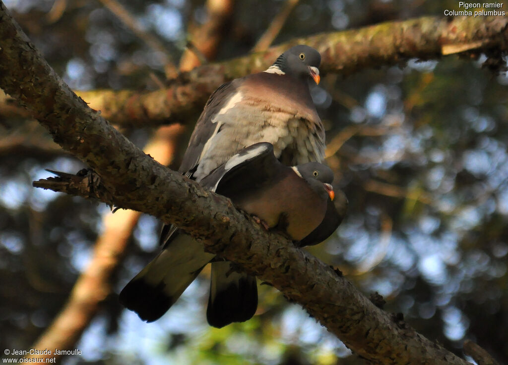 Pigeon ramier , Comportement