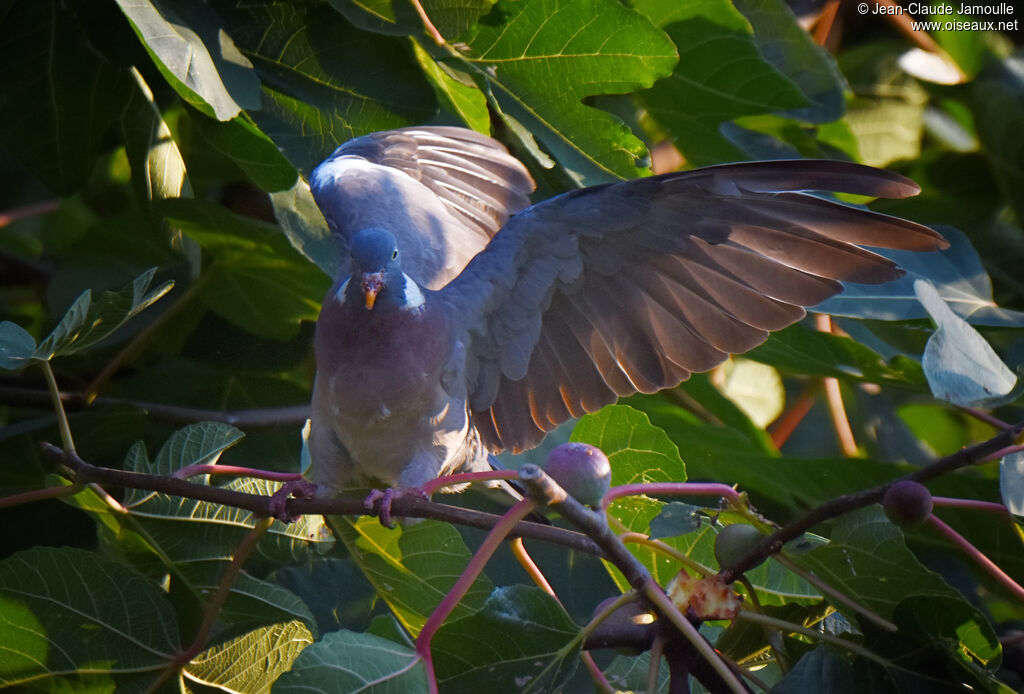 Common Wood Pigeon