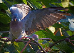 Common Wood Pigeon