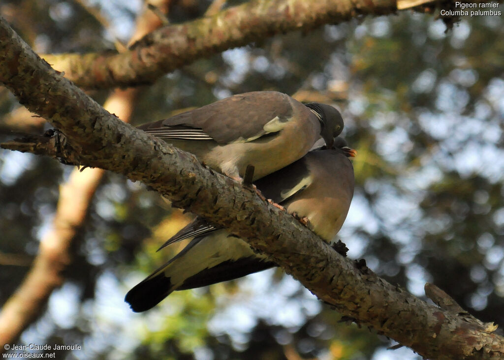 Common Wood Pigeon , Behaviour