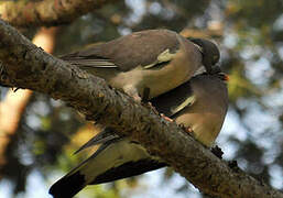 Common Wood Pigeon