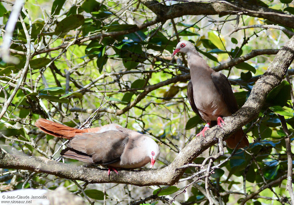 Pink Pigeon , identification, Behaviour