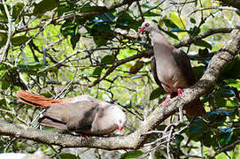 Pink Pigeon