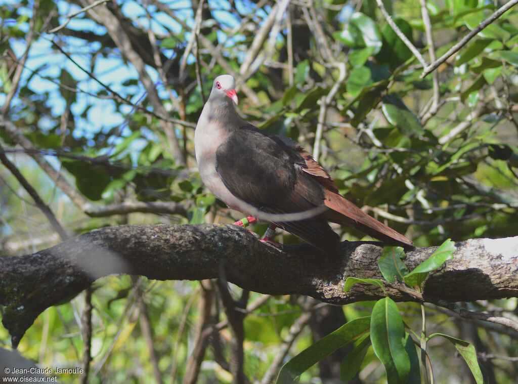 Pink Pigeonadult, identification