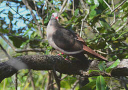 Pink Pigeon