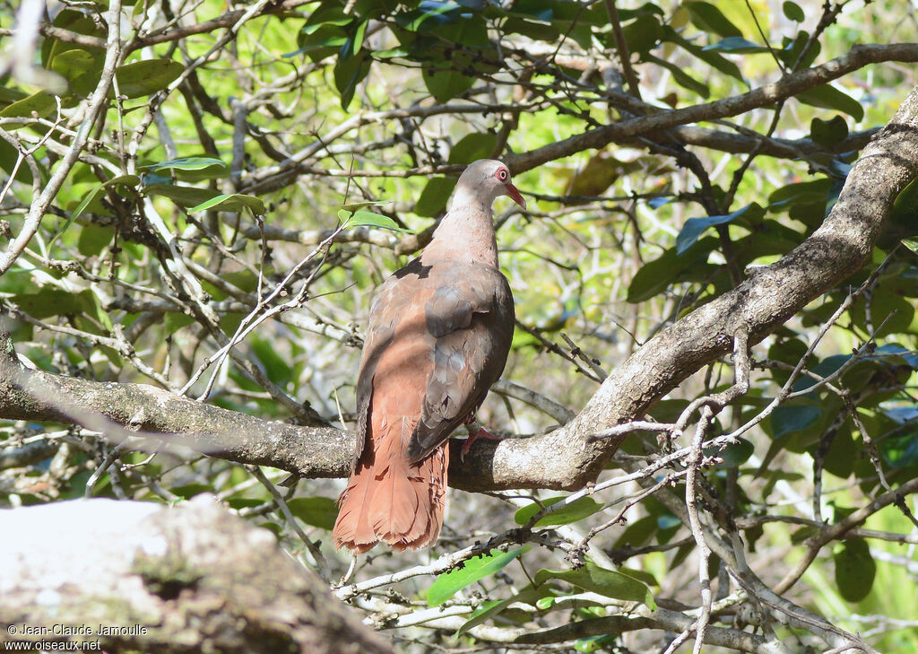 Pigeon roseadulte, identification