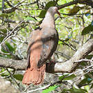 Pigeon rose