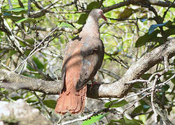 Pink Pigeon