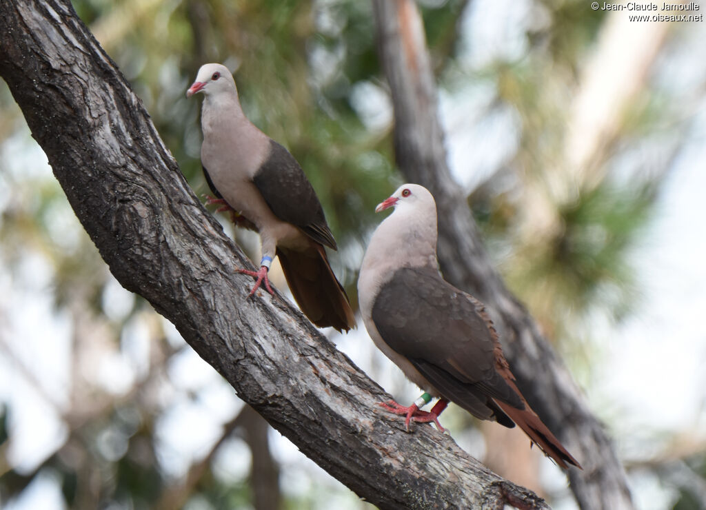 Pigeon rose