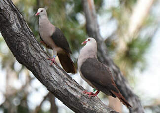 Pigeon rose