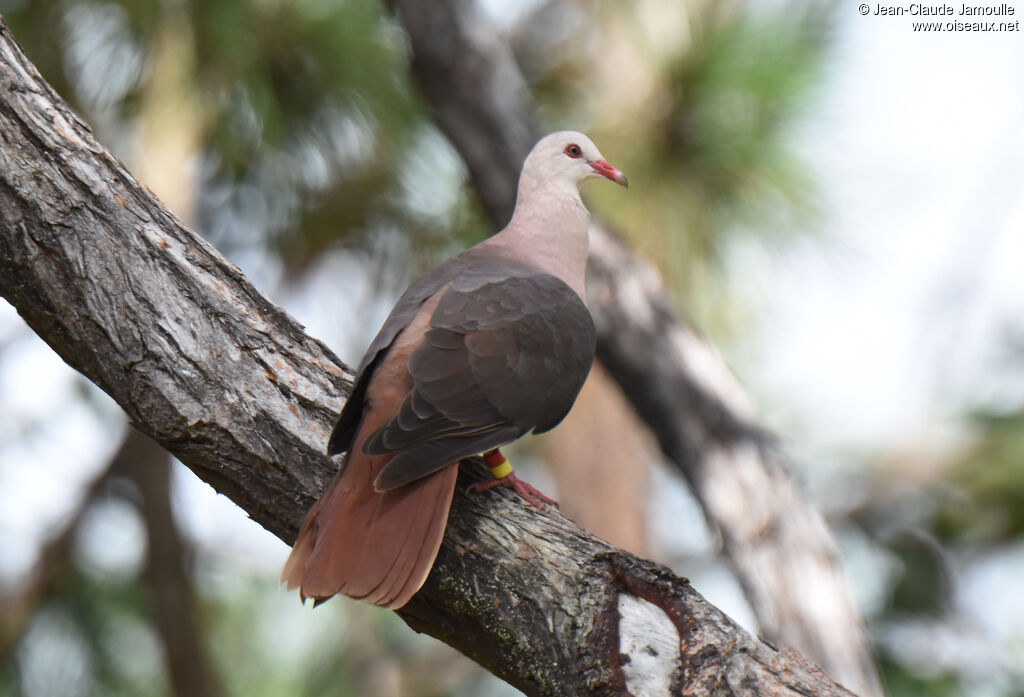 Pigeon rose