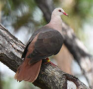 Pink Pigeon