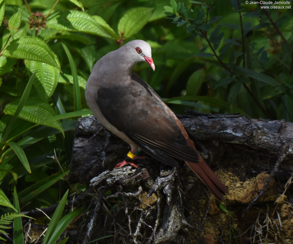 Pigeon rose