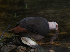 Pink Pigeon