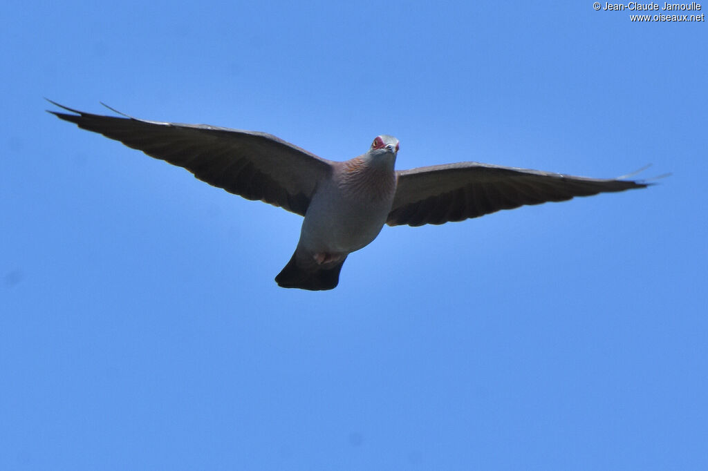 Speckled Pigeon