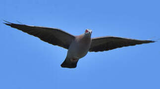 Speckled Pigeon