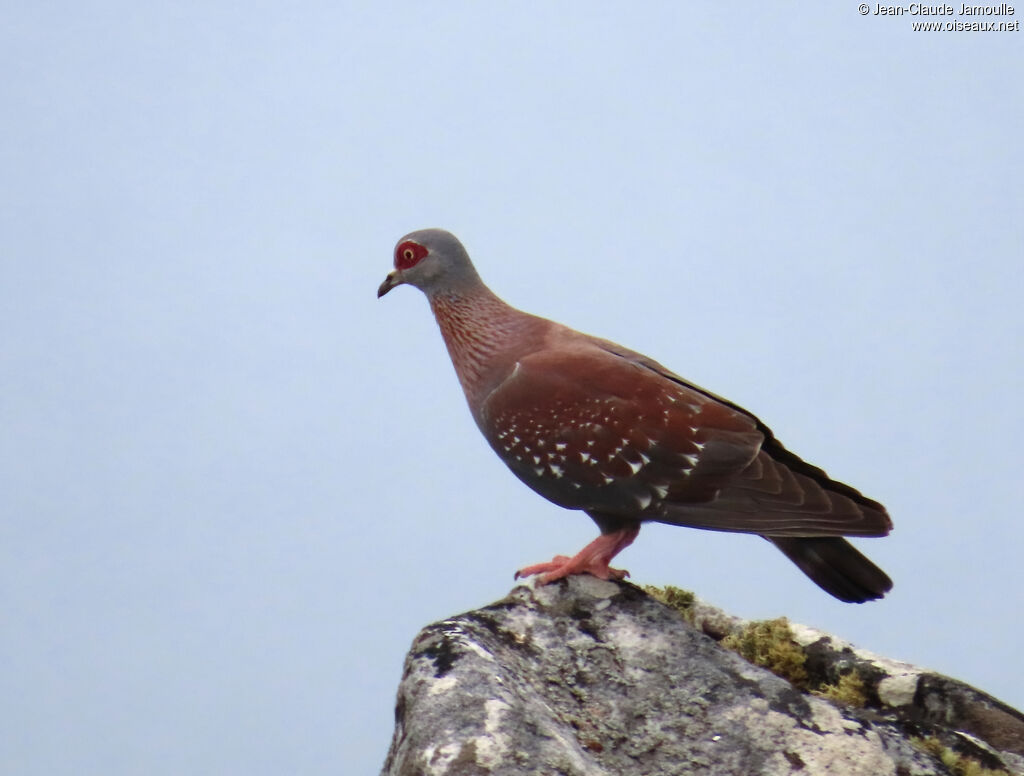 Pigeon roussard