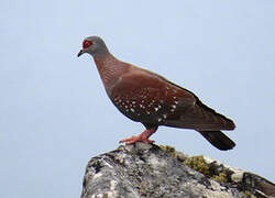 Speckled Pigeon