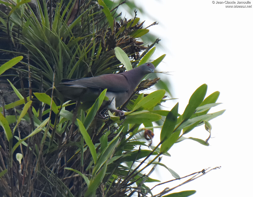 Pale-vented Pigeon