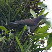 Pale-vented Pigeon