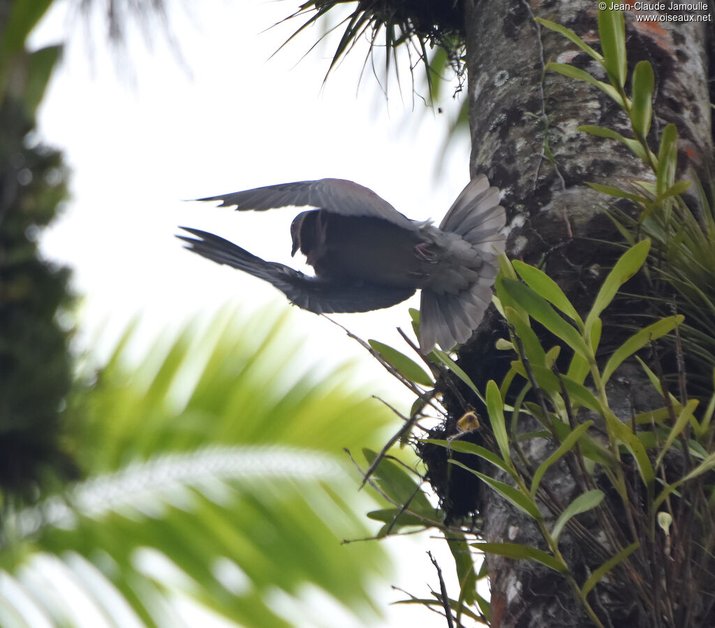 Pigeon rousset