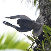 Pale-vented Pigeon