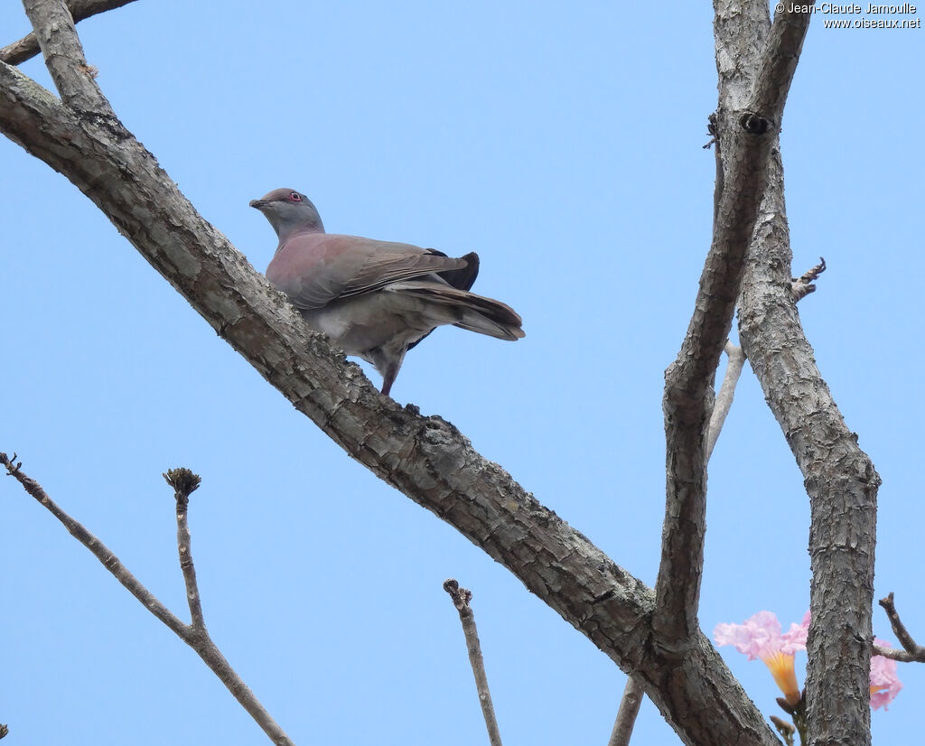 Pigeon rousset