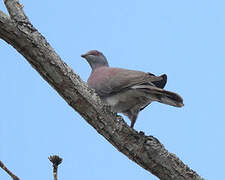 Pale-vented Pigeon