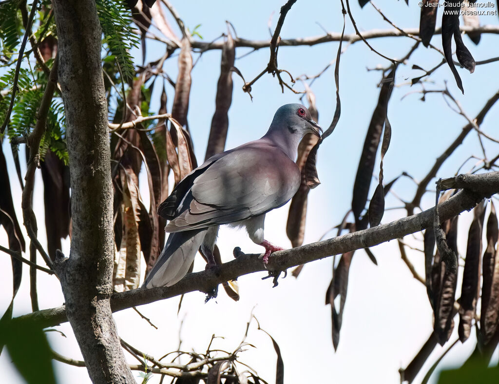 Pigeon rousset