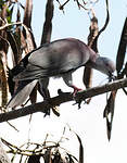 Pigeon rousset
