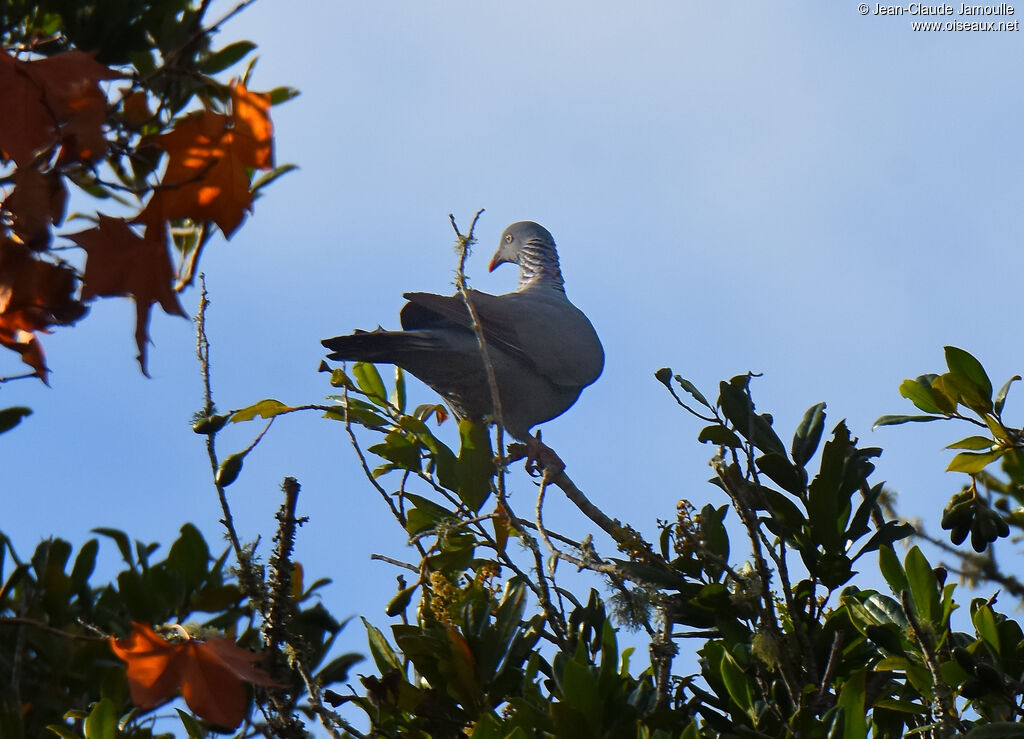 Trocaz Pigeonadult