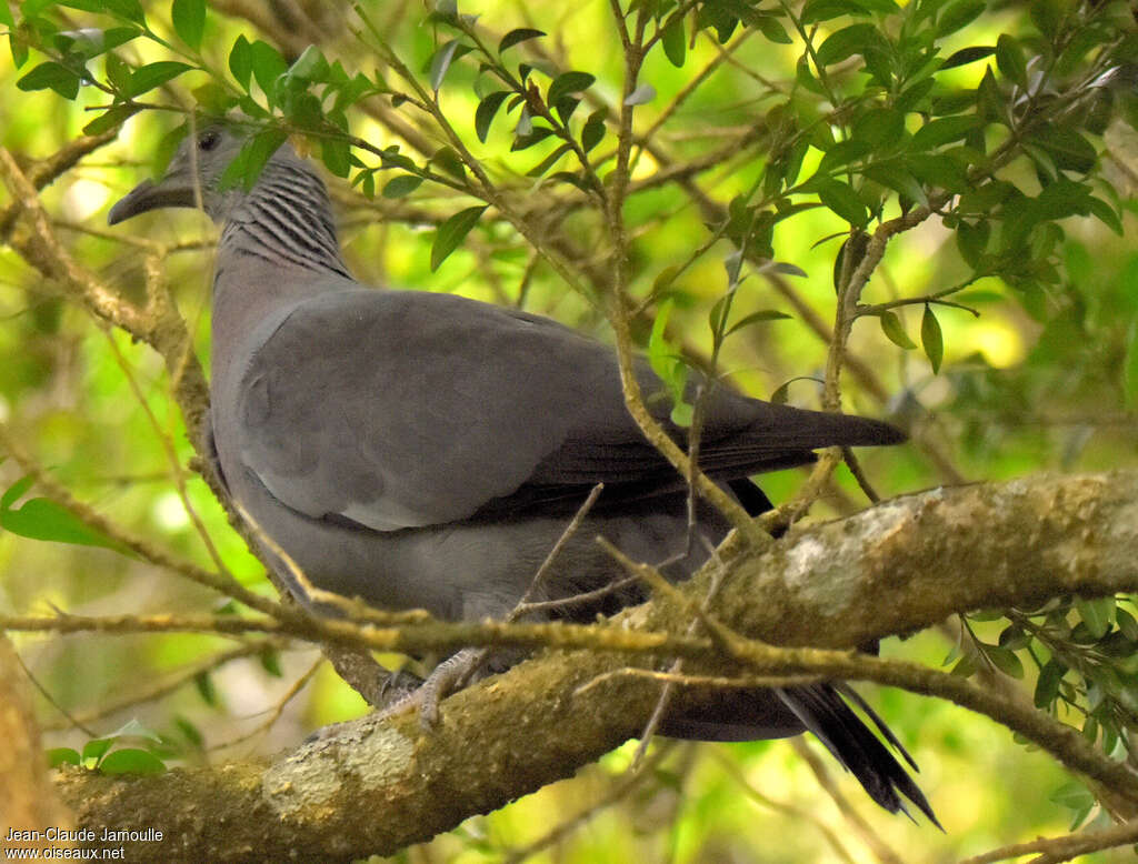 Pigeon trocazimmature, habitat