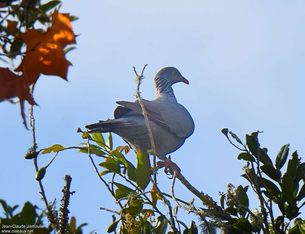 Trocaz Pigeonadult, Behaviour