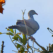 Trocaz Pigeon