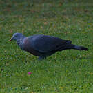 Pigeon trocaz