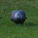 Pigeon trocaz