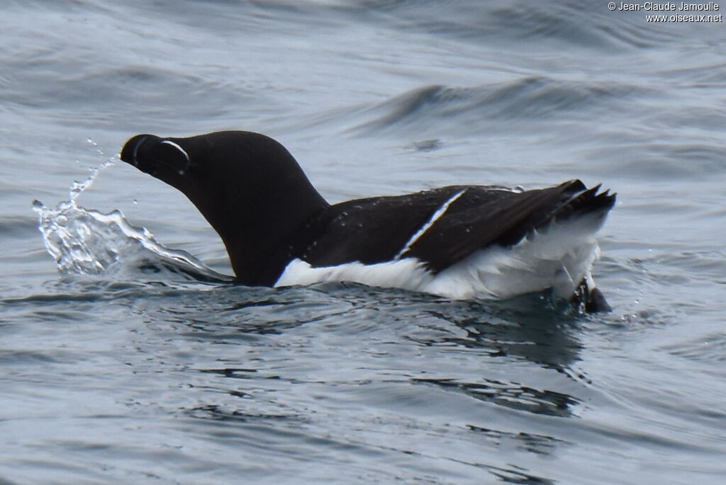 Razorbill